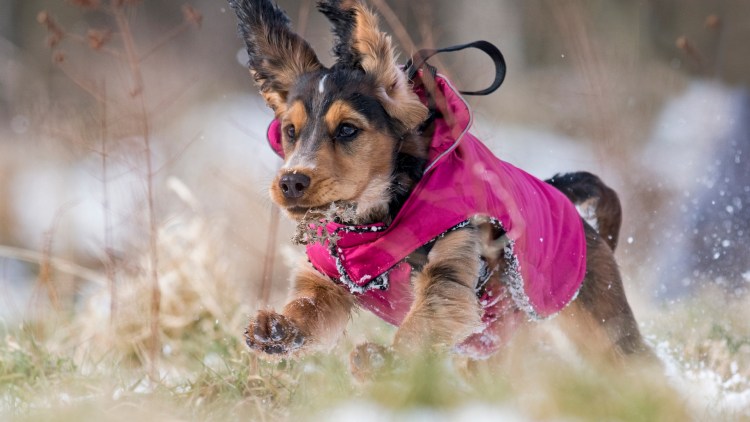 Одежда для собаки цвергпинчера