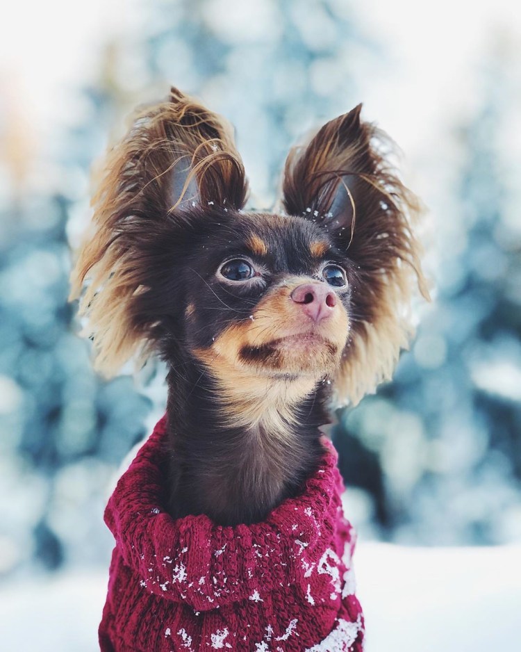 Одежда для тор тепьероа