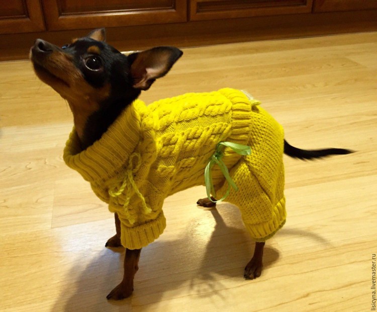 Одежда для пинчера
