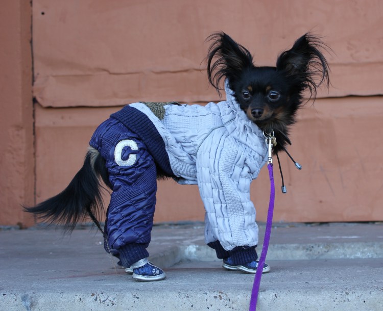 Одежда для той терьера