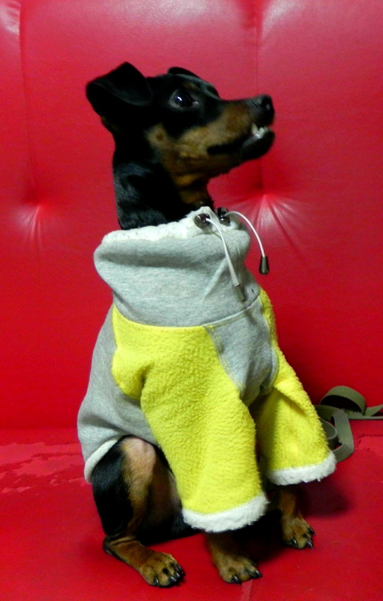 Свитер для той терьера