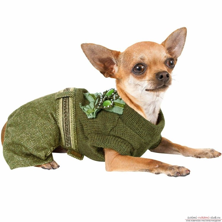 Йоркширский терьер Немодный