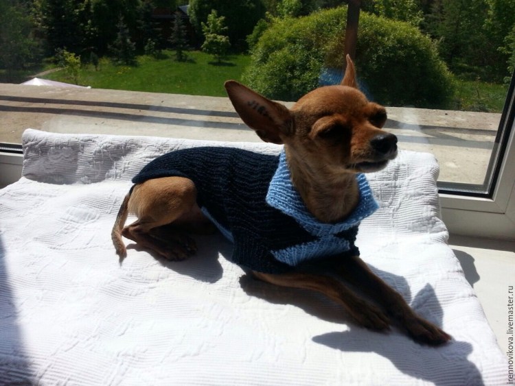 Той терьер в костюмчике