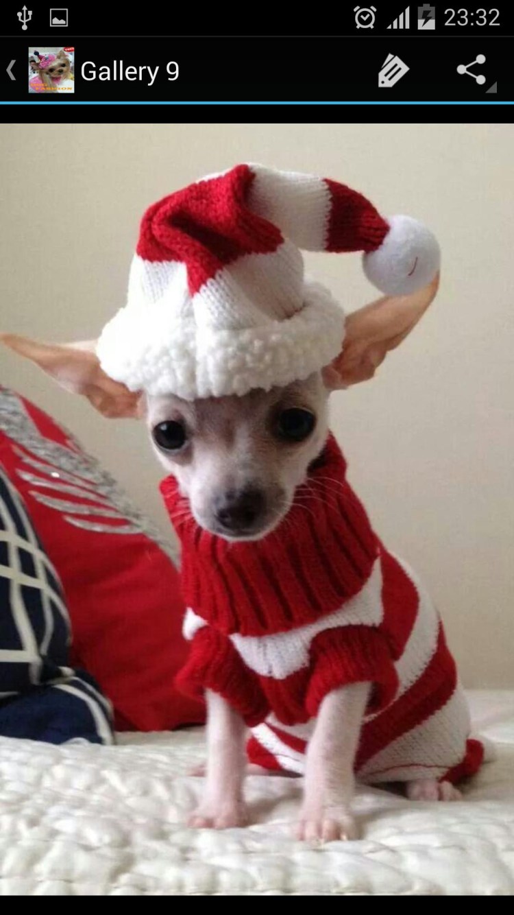 Той терьер Инстаграм