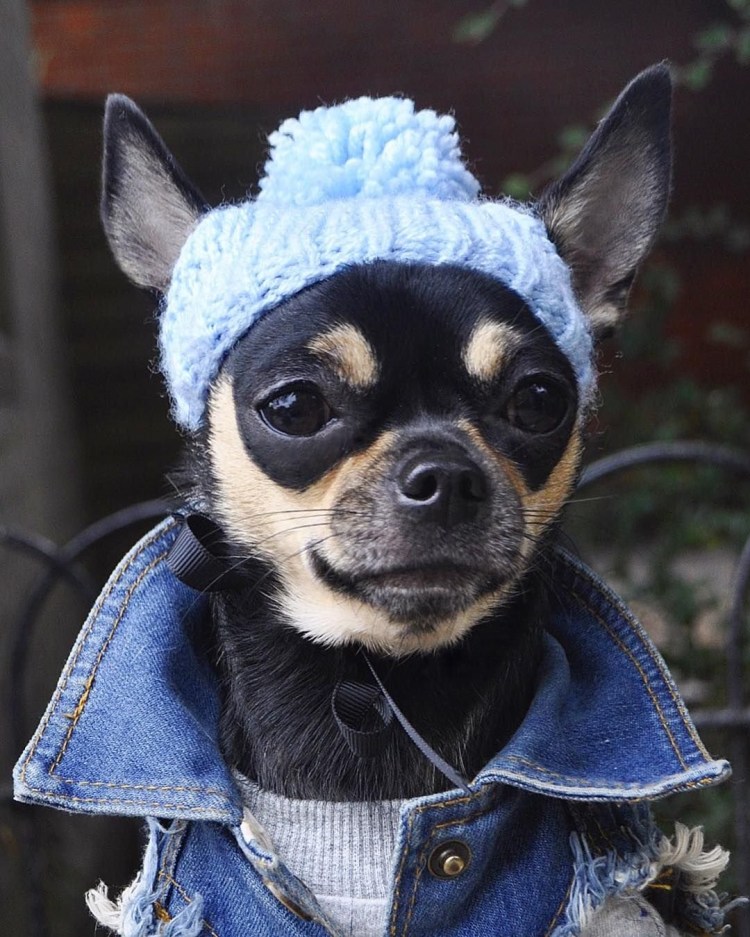 Йорк в снегу