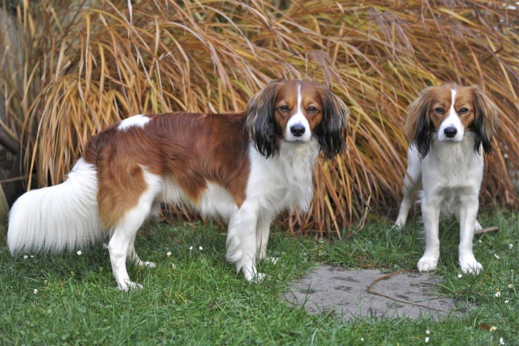 Коикерхондье короткошёрстная