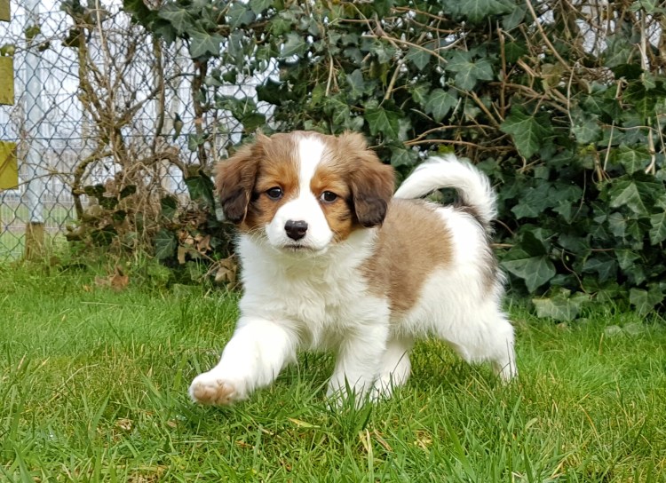 Коикерхондье с человеком