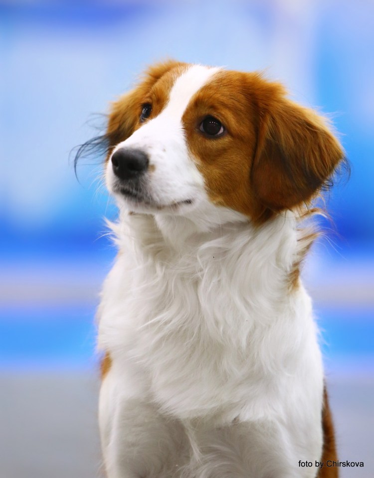 Коикерхондье Рокси актриса