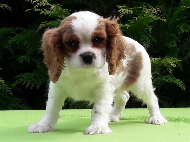 Коикерхондье короткошёрстная золотистый