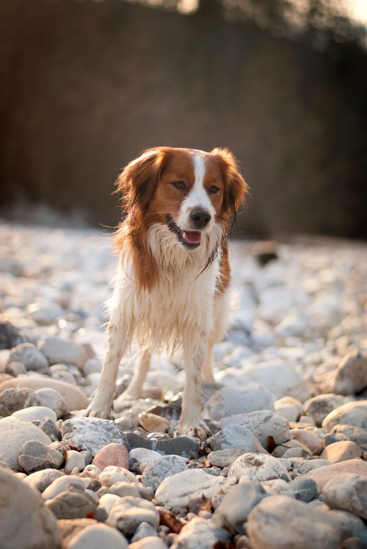 Койкерхондье голландский кокер спаниель