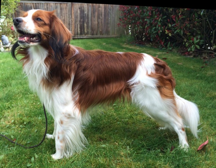 Коикерхондье короткошёрстная