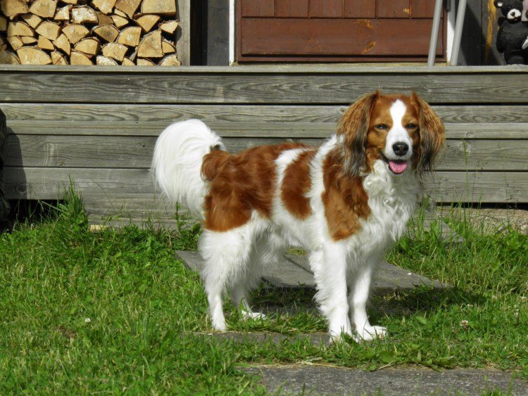 Койкерхондье голландский спаниель