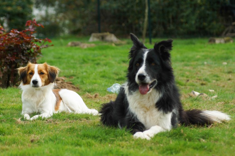 Спаниель коикерхондье