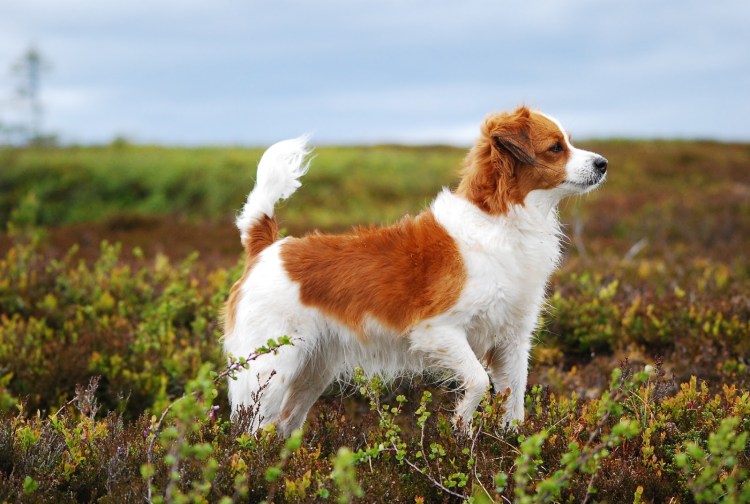 Коикерхондье или Нидерландские спаниели