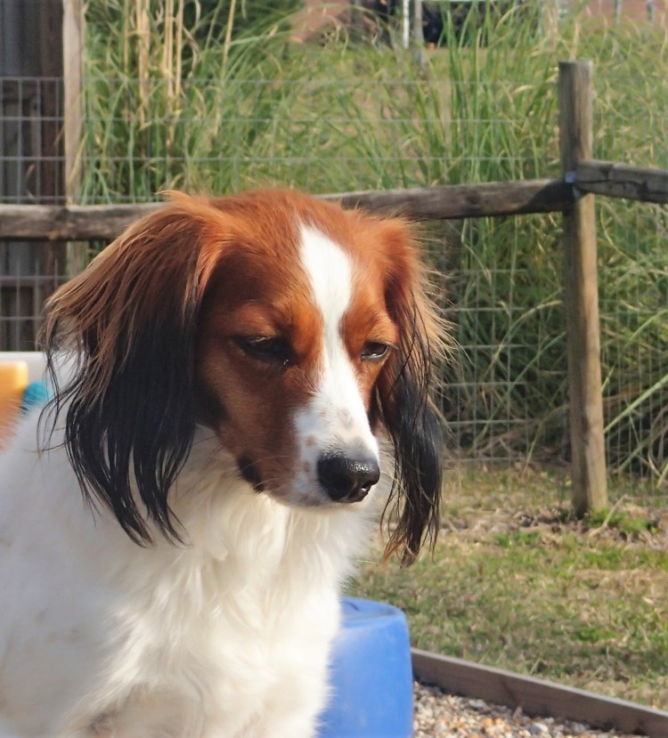 Собака коикерхондье