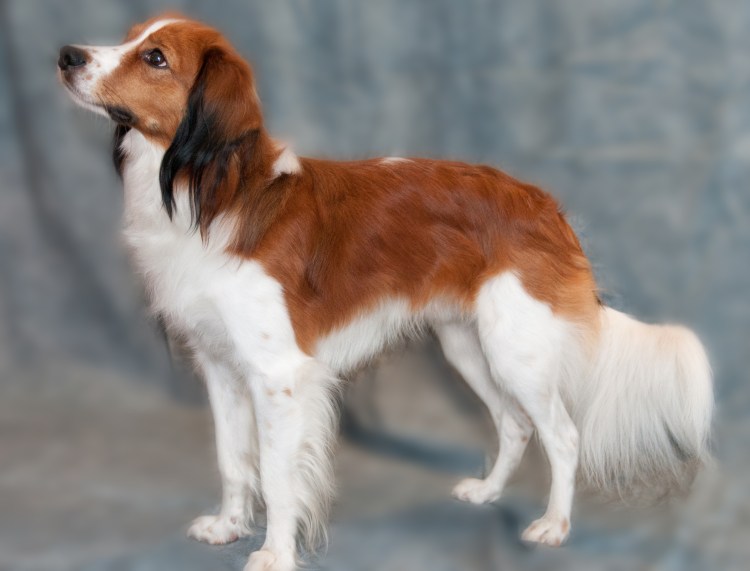 Коикерхондье короткошёрстная