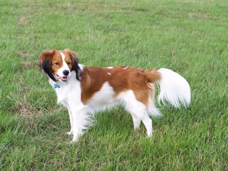 Кокер хордье