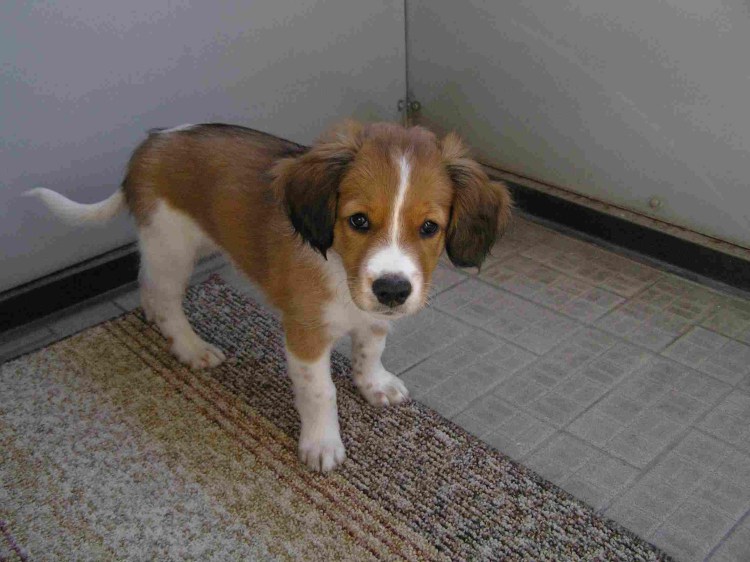 Голландский кокер спаниель