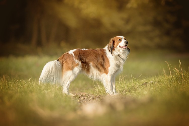 Голландский кокер коикерхондье