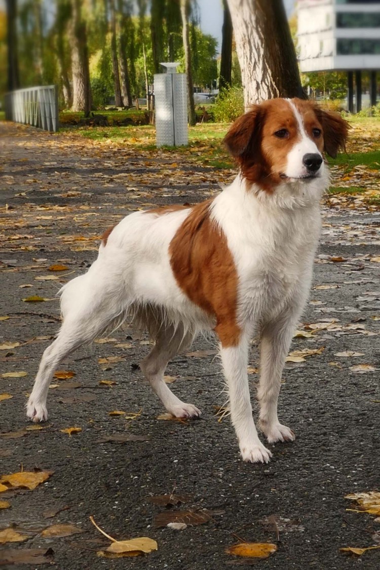 Голландский кокер спаниель