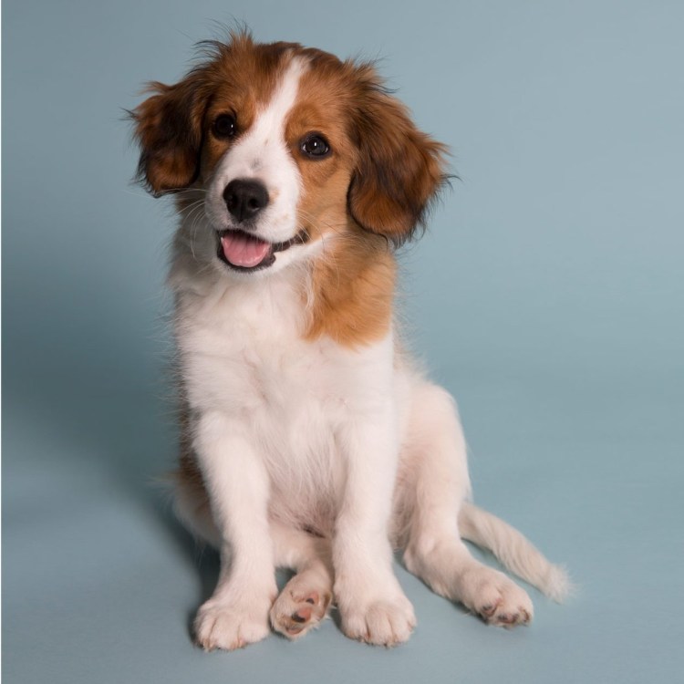 Голландский спаниель коикерхондье нечистокровный