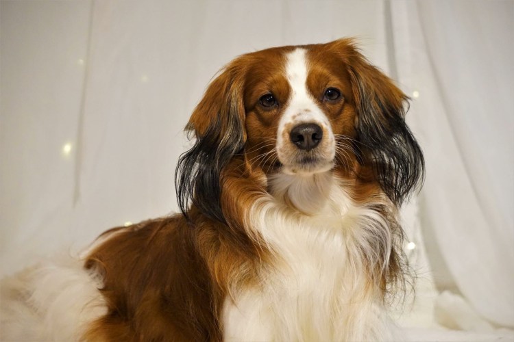 Голландский кокер спаниель