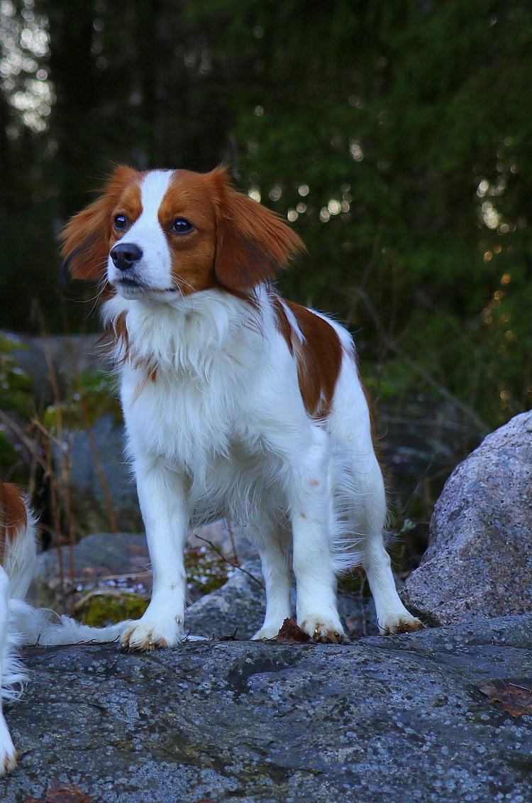 Коикерхондье Рембрандт