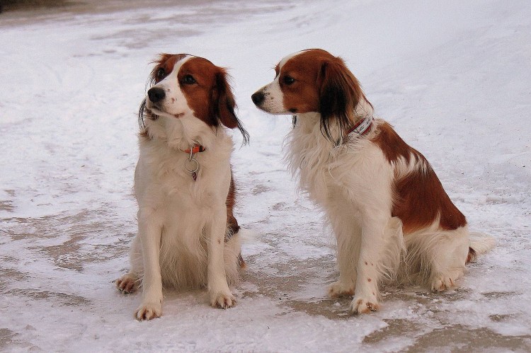 Коикерхондье разновидности окраса