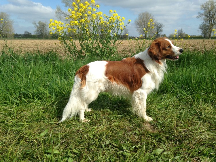 Коикерхондье порода собак