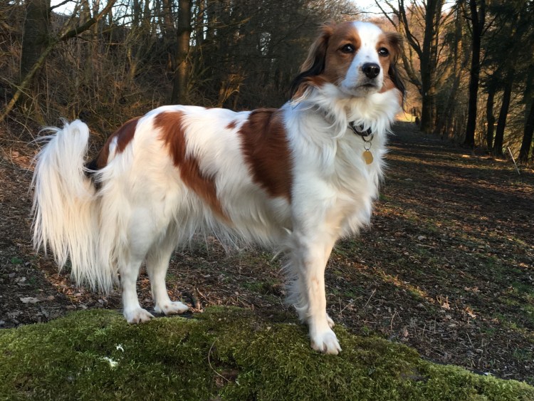 Койкерхондье голландский спаниель