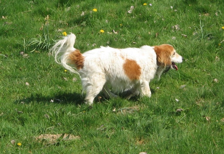 Коикерхондье Рембрандт