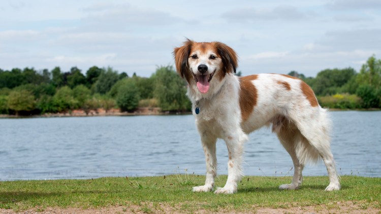 Коикерхондье короткошёрстная