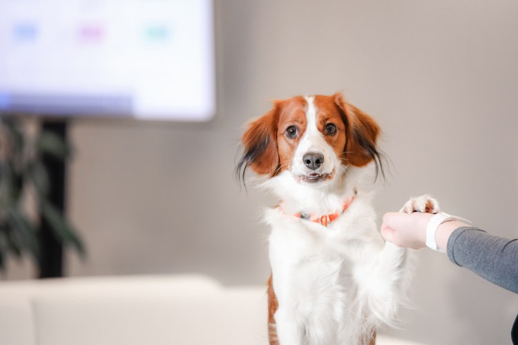 Голландский кокер спаниель