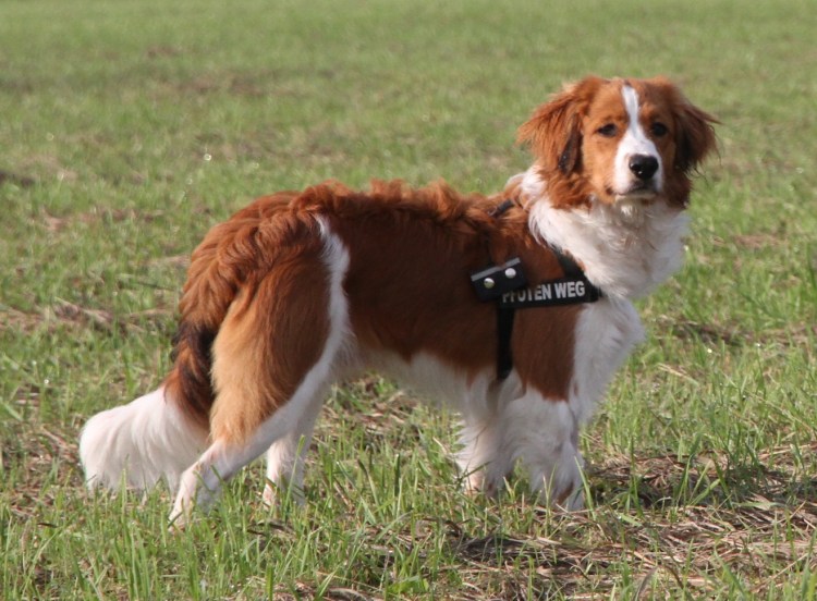 Коикерхондье с человеком