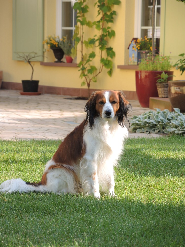 Голландский кокер спаниель