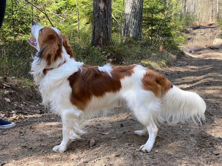 Коикерхондье питомник