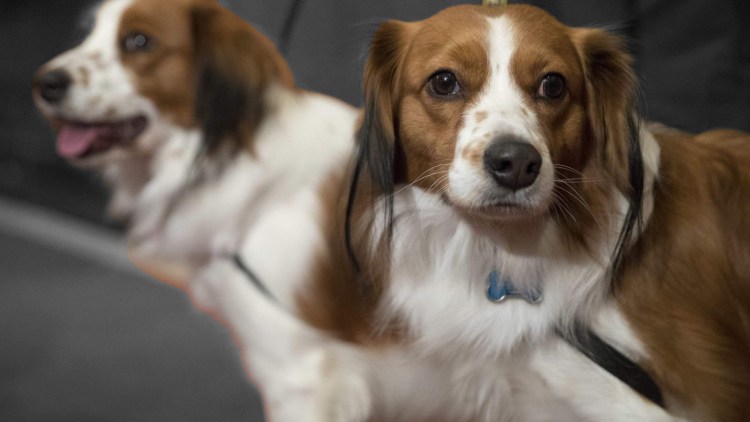 Коикерхондье окрасы