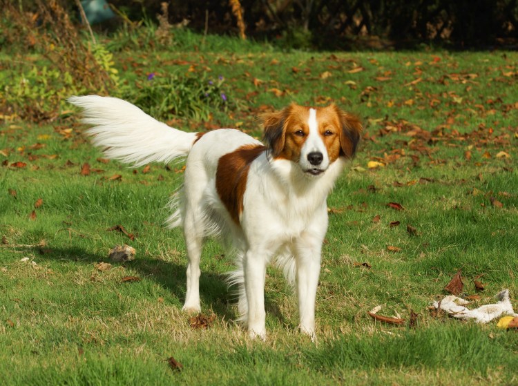 Коикерхондье черный