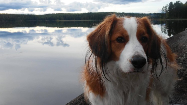 Коикерхондье порода рядом с человеком