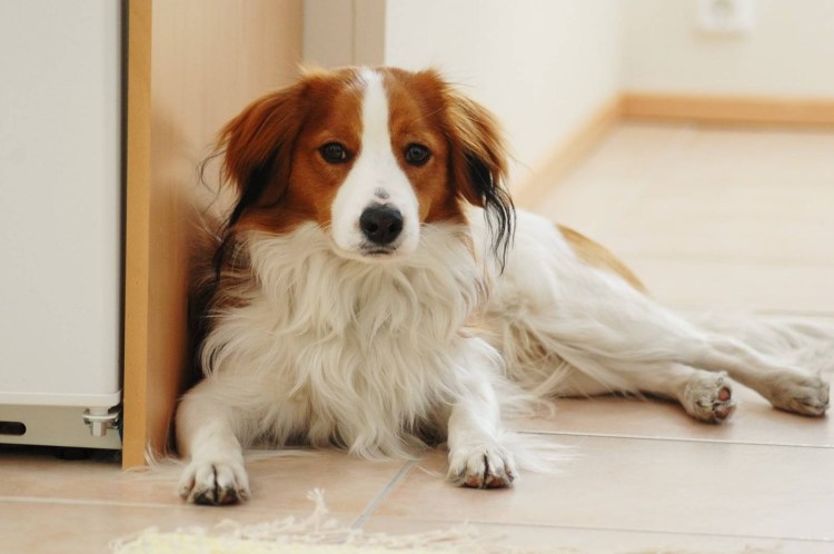 Коикерхондье короткошёрстная