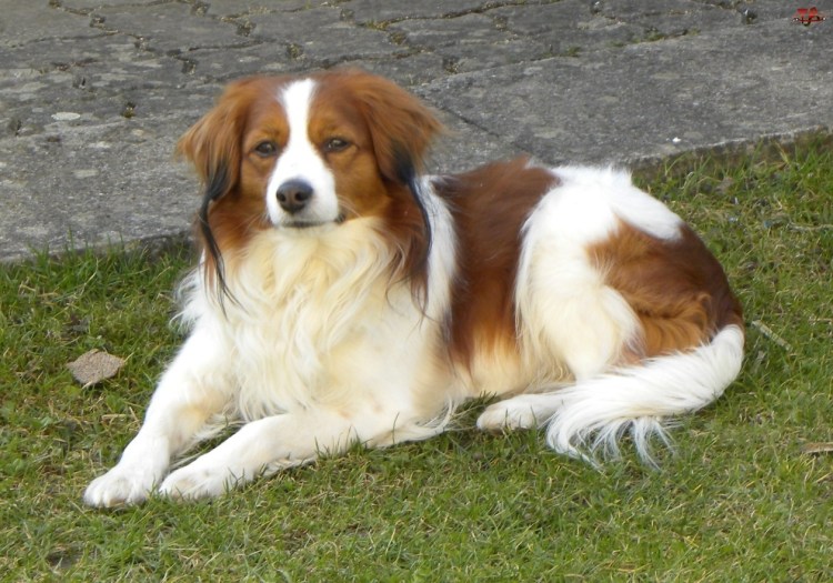 Коикерхондье порода собак