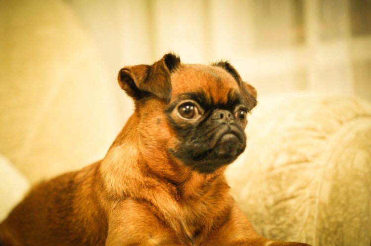 Французский гриффон собака