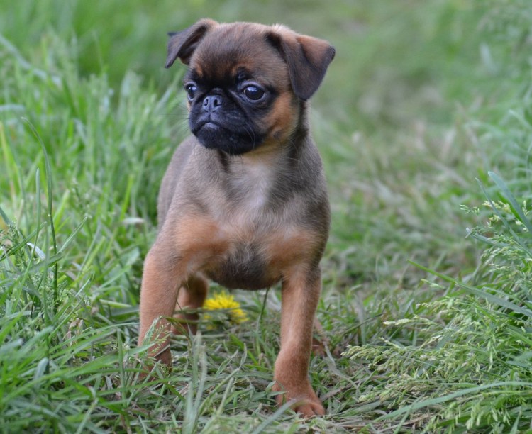 Бельгийский гриффон лысый