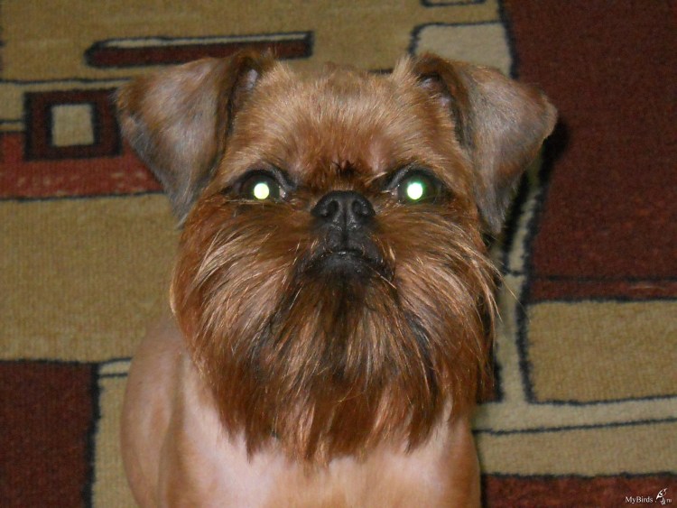 Брюсельские Грифон лысый