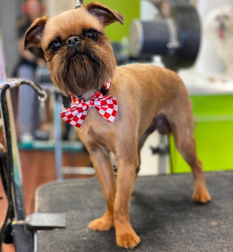 Гриффон собака лысый