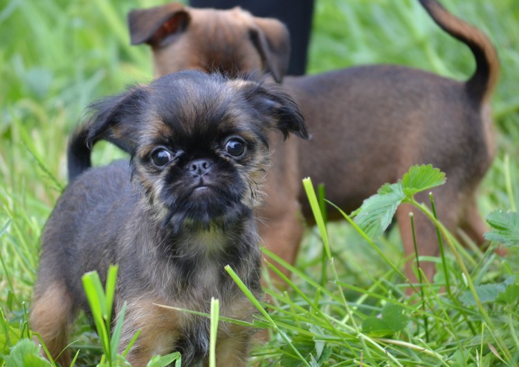 Тигровый Пти брабансон