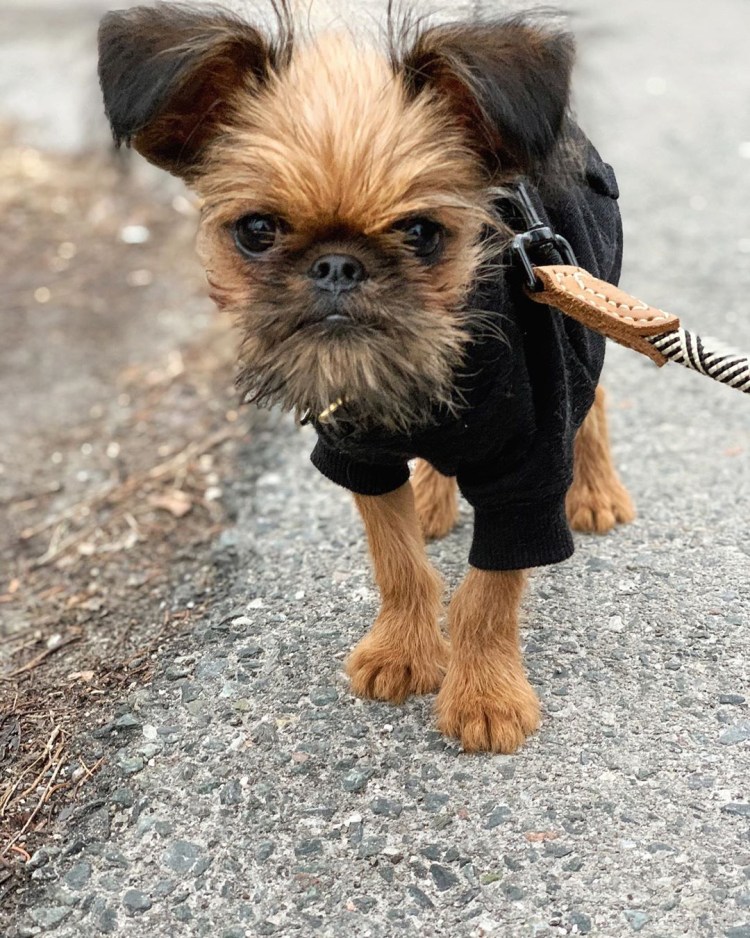 Брюссельский Грифон или бельгийский гриффон