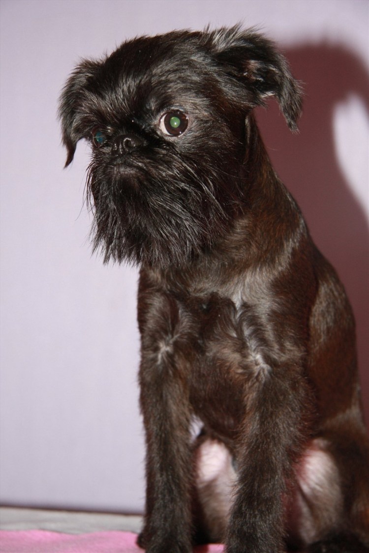 Порода бельгийский гриффон