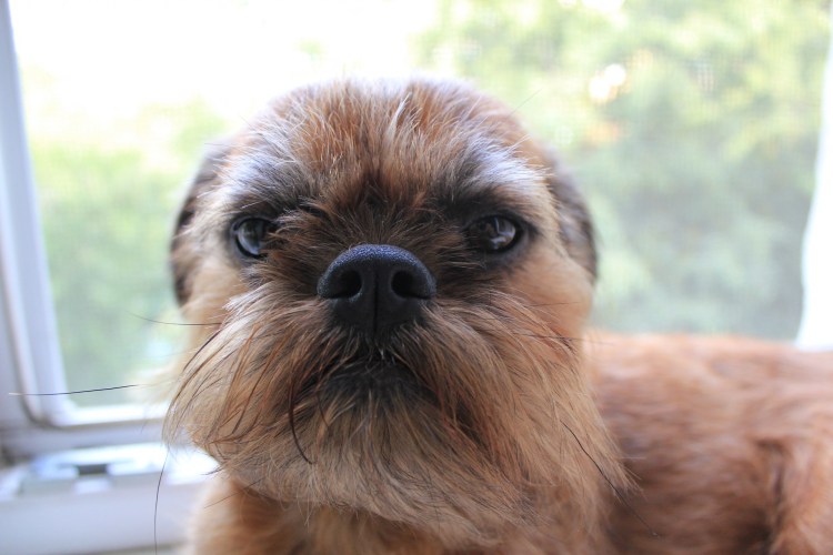 Собака Грифон страшная