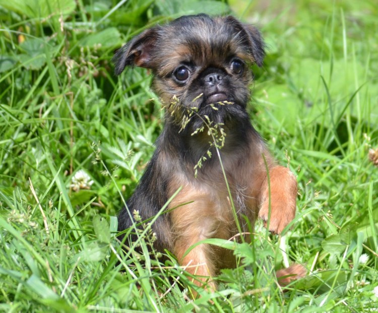 Брюссельский гриффон черный